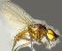  ( - RIKCal194)  @11 [ ] Copyright (2018) Univers. of Bergen, Natural History Collection Univers. of Bergen, Natural History Collection