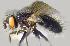  ( - RIKCal215)  @11 [ ] Copyright (2018) Univers. of Bergen, Natural History Collection Univers. of Bergen, Natural History Collection