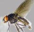  ( - RIKCal219)  @12 [ ] Copyright (2018) Univers. of Bergen, Natural History Collection Univers. of Bergen, Natural History Collection