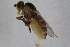  ( - RIKDIP44)  @11 [ ] Copyright (2018) Univers. of Bergen, Natural History Collection Univers. of Bergen, Natural History Collection