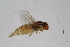  ( - RIKDIP47)  @11 [ ] Copyright (2018) Univers. of Bergen, Natural History Collection Univers. of Bergen, Natural History Collection
