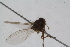  (Aulagromyza sp. KW1 - RIKDIP57)  @11 [ ] Copyright (2018) Univers. of Bergen, Natural History Collection Univers. of Bergen, Natural History Collection