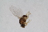  (Gaurax spKW2 - RIKDIP64)  @11 [ ] Copyright (2018) Univers. of Bergen, Natural History Collection Univers. of Bergen, Natural History Collection