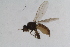  ( - RIKDIP68)  @11 [ ] Copyright (2018) Univers. of Bergen, Natural History Collection Univers. of Bergen, Natural History Collection