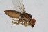  ( - RIKDIP96)  @11 [ ] Copyright (2018) Univers. of Bergen, Natural History Collection Univers. of Bergen, Natural History Collection