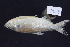  ( - UFMT-8776)  @11 [ ] CreativeCommons - Attribution Share-Alike (2017) Unspecified ColeÃ§Ã£o de Peixes da Universidade Federal de Mato Grosso