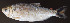  ( - UFMT-8539)  @11 [ ] CreativeCommons - Attribution Share-Alike (2017) Unspecified ColeÃ§Ã£o de Peixes da Universidade Federal de Mato Grosso