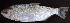  ( - UFMT-8538)  @11 [ ] CreativeCommons - Attribution Share-Alike (2017) Unspecified ColeÃ§Ã£o de Peixes da Universidade Federal de Mato Grosso