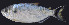  ( - UFMT-8618)  @11 [ ] CreativeCommons - Attribution Share-Alike (2017) Unspecified ColeÃ§Ã£o de Peixes da Universidade Federal de Mato Grosso