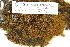  (Hymenoloma - CCDB-25686-G02)  @11 [ ] CreativeCommons - Attribution Non-Commercial Share-Alike (2018) Masha L. Kuzmina Canadian Centre for DNA Barcoding