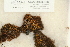  ( - CCDB-25686-G07)  @11 [ ] CreativeCommons - Attribution Non-Commercial Share-Alike (2018) Masha L. Kuzmina Canadian Centre for DNA Barcoding