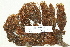  ( - CCDB-25687-B01)  @11 [ ] CreativeCommons - Attribution Non-Commercial Share-Alike (2018) Masha L. Kuzmina Canadian Centre for DNA Barcoding