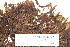  ( - CCDB-25687-C07)  @11 [ ] CreativeCommons - Attribution Non-Commercial Share-Alike (2018) Masha L. Kuzmina Canadian Centre for DNA Barcoding