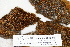  ( - CCDB-25687-D01)  @11 [ ] CreativeCommons - Attribution Non-Commercial Share-Alike (2018) Masha L. Kuzmina Canadian Centre for DNA Barcoding