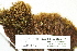  ( - CCDB-25687-G10)  @11 [ ] CreativeCommons - Attribution Non-Commercial Share-Alike (2018) Masha L. Kuzmina Canadian Centre for DNA Barcoding