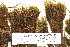  ( - CCDB-25687-H09)  @11 [ ] CreativeCommons - Attribution Non-Commercial Share-Alike (2018) Masha L. Kuzmina Canadian Centre for DNA Barcoding