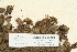  ( - CCDB-25688-A01)  @11 [ ] CreativeCommons - Attribution Non-Commercial Share-Alike (2018) Masha L. Kuzmina Canadian Centre for DNA Barcoding