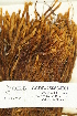  (Aulacomnium palustre subsp. Imbricatum - CCDB-25688-E01)  @11 [ ] CreativeCommons - Attribution Non-Commercial Share-Alike (2018) Masha L. Kuzmina Canadian Centre for DNA Barcoding