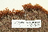  ( - CCDB-25688-F11)  @11 [ ] CreativeCommons - Attribution Non-Commercial Share-Alike (2018) Masha L. Kuzmina Canadian Centre for DNA Barcoding