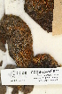  (Tayloria - CCDB-25695-B11)  @11 [ ] CreativeCommons - Attribution Non-Commercial Share-Alike (2018) Masha L. Kuzmina Canadian Centre for DNA Barcoding