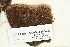  (Tetraplodon mnioides - CCDB-25695-E12)  @11 [ ] CreativeCommons - Attribution Non-Commercial Share-Alike (2018) Masha L. Kuzmina Canadian Centre for DNA Barcoding