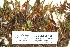  ( - CCDB-25695-G09)  @11 [ ] CreativeCommons - Attribution Non-Commercial Share-Alike (2018) Masha L. Kuzmina Canadian Centre for DNA Barcoding