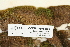  ( - CCDB-25695-H09)  @11 [ ] CreativeCommons - Attribution Non-Commercial Share-Alike (2018) Masha L. Kuzmina Canadian Centre for DNA Barcoding