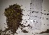  ( - JimenezIBOL14)  @11 [ ] Copyright (2019) IBONE IBONE