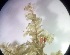  ( - JimenezIBOL58)  @11 [ ] Copyright (2019) IBONE IBONE
