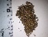  (Racopilum tomentosum - JimenezIBOL67)  @11 [ ] Copyright (2019) IBONE IBONE