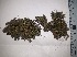  (Tortella germainii - JimenezIBOL68)  @11 [ ] Copyright (2019) IBONE IBONE