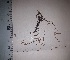  (Leptodontium planifolium - JimenezIBOL75)  @11 [ ] Copyright (2019) IBONE IBONE