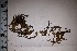  (Leptodontium viticulosoides - JimenezIBOL78)  @11 [ ] Copyright (2019) IBONE IBONE