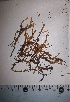  (Leptodontium araucarieti - JimenezIBOL87)  @11 [ ] Copyright (2019) IBONE IBONE