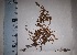  (Leptodontium capituligerum - JimenezIBOL88)  @11 [ ] Copyright (2019) IBONE IBONE