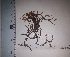  ( - JimenezIBOL90)  @11 [ ] Copyright (2019) IBONE IBONE