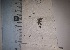  (Schoenobryum - JimenezIBOL92)  @11 [ ] Copyright (2019) IBONE IBONE
