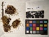  ( - UBC-B-B43786)  @11 [ ] (by-nc) (2022) Unspecified University of British Columbia Herbarium