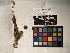  ( - UBC-B-B43787)  @11 [ ] (by-nc) (2022) Unspecified University of British Columbia Herbarium