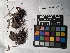  ( - UBC-B-B229610)  @11 [ ] (by-nc) (2022) Unspecified University of British Columbia Herbarium