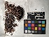  ( - UBC-B-B24517)  @11 [ ] (by-nc) (2022) Unspecified University of British Columbia Herbarium