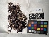  ( - UBC-B-B24503)  @11 [ ] (by-nc) (2022) Unspecified University of British Columbia Herbarium