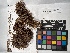  ( - UBC-B-B229613)  @11 [ ] (by-nc) (2022) Unspecified University of British Columbia Herbarium