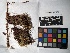  ( - UBC-B-B229597)  @11 [ ] (by-nc) (2022) Unspecified University of British Columbia Herbarium
