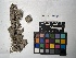  ( - UBC-B-B218663)  @11 [ ] (by-nc) (2022) Unspecified University of British Columbia Herbarium