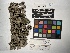  ( - UBC-B-B218656)  @11 [ ] (by-nc) (2022) Unspecified University of British Columbia Herbarium