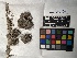 ( - UBC-B-B109296)  @11 [ ] (by-nc) (2022) Unspecified University of British Columbia Herbarium