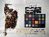  ( - UBC-B-B24438)  @11 [ ] (by-nc) (2022) Unspecified University of British Columbia Herbarium
