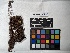  ( - UBC-B-B139042)  @11 [ ] (by-nc) (2022) Unspecified University of British Columbia Herbarium