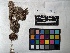  ( - UBC-B-B229442)  @11 [ ] (by-nc) (2022) Unspecified University of British Columbia Herbarium